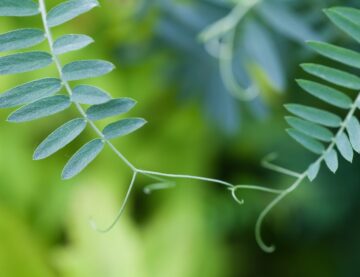 Connection concept image. Two interconnected plants with green leaves. Soft and blurry background. macro view. shallow depth of field